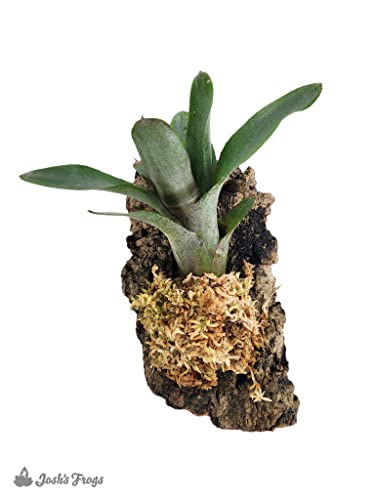 Sprig & Stone Sphagnum Moss (1 Quart) #TOP4