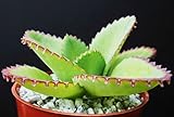 Mother of Thousands Kalanchoe Daigremontiana Mexican Hat Plant Rare Succulent 4 by...