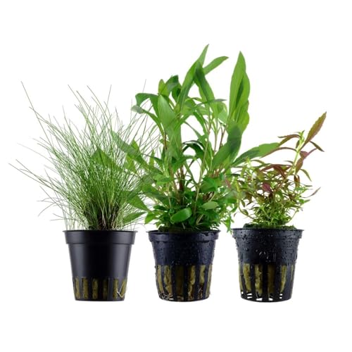 AquaOne Aquarium Pflanzen I 3X Wasserpflanzen I Einsteiger Aquarienpflanzen I Eleocharis Limnophila Hygrophila I Set mit 3 einfachen Aquariumpflanzen
