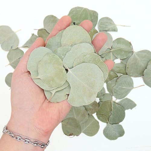 Eucalyptus séché naturel vert sauge pour décoration de table et confettis de mariage