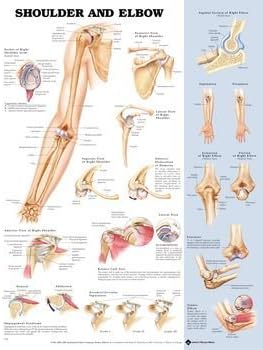 Charts - Basic Anatomy, Shoulder and Elbow Chart - Model 928196