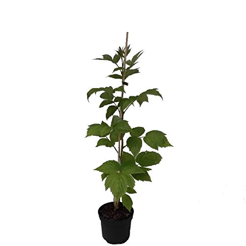 Müller Grüner Garten Shop Schönemann Himbeere sommertragend robust gutes Aroma 60-100 cm Himbeerpflanze im 3 Liter Topf