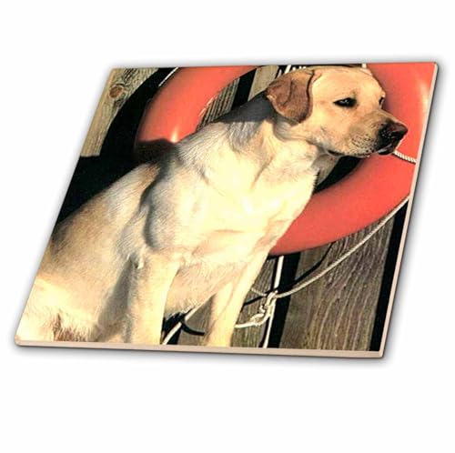 6 Inch Ceramic Tile - Yellow Labrador Lab Dogs Labrador Retriever