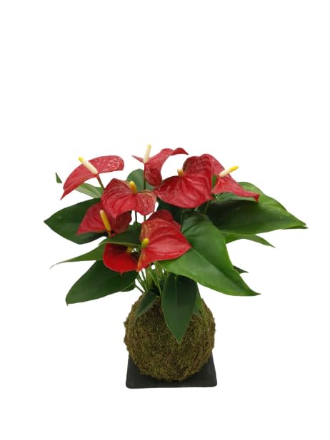 Kokedama Anturio Rojo Bola de Musgo Vivo DECOALIVE Planta Natural de Interior