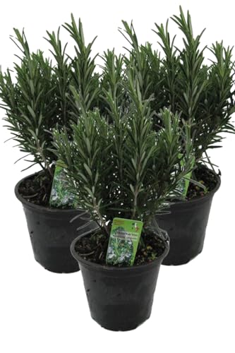3er Set XXL italienischer Rosmarin im Topf - Rosmarinus officinalis