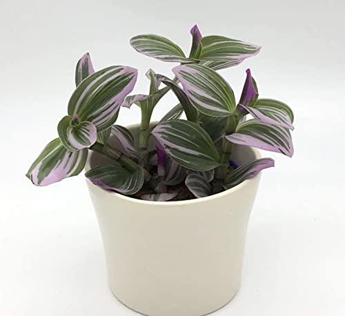 Tradescantia Nanouk Wondering Jew Trailing Easy Care House Plant in 8cm Pot