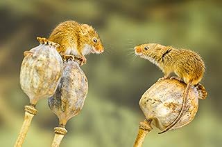 Harvest Mice Photograph, Mouse Print, British Wildlife Print
