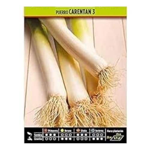 Peyca Semillas Horticolas - Puerro carentan 3 - Semillas listas para plantar.