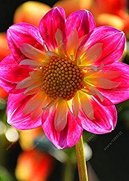 Seeds:Real Dahlia Bulbs,...