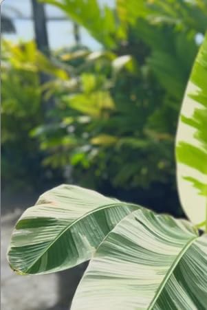 Amazon.com : Musa Florida Variegated Banana Tree - 5 Gal Live