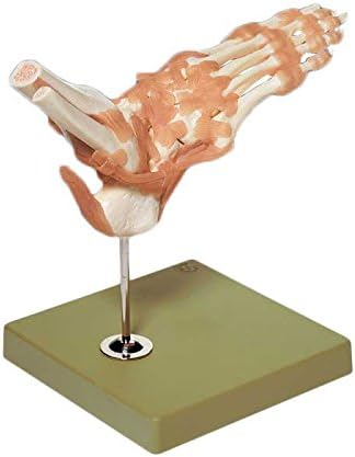 Foot Ankle Fully Functional Bone Joint Model
