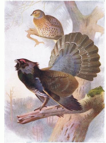 Grand tétras Archibald Thorburn toile portrait d'art pour habiller un grand mur