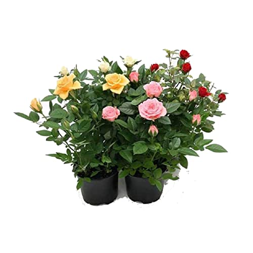 Rosal de Interior y Exterior - PACK 4 PLANTAS - Flores de Colores - Plantas Naturales