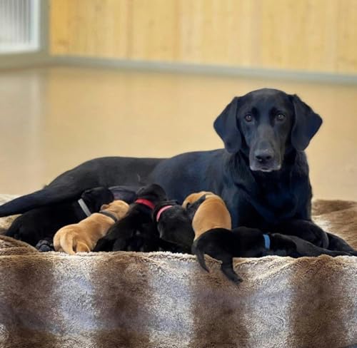 E 267. Whelping Puppies: Everything to Know with Standing Stone Kennels