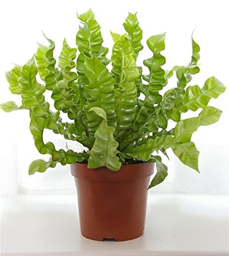 Asplenium Nidus 'Crispy Wave' - Birds Nest Fern - houseplant | Height 30 cm | Pot 12 cm | Easy Maintenance