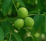 Fresh Black Walnuts in Green Hull, Natural Whole Nuts, Raw Unprocessed Form (1 Pound)