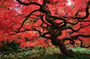 Miniatura 6 de Dragón Rojo Llanto Arce Japonés Acer palmatum Dragón Rojo 4 - Planta Viva Año