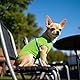 Winmany 2-teiliges Sommer-Tanktop für kleine Hunde, für Mädchen und Jungen, Chihuahua, Shih Tzu, Zwergspitz-Shirts, Weste (Grün + Blau, Größe S)