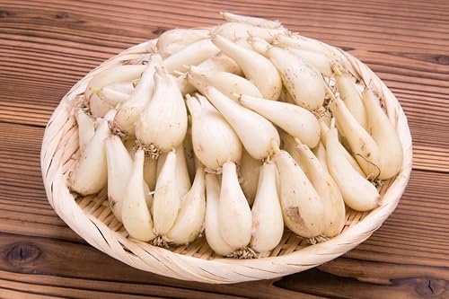 ≪2026年2月下旬〜5月下旬発送≫採れたて島らっきょう 1kg [ 沖縄県 石垣市 野菜 らっきょう 島らっきょう おつまみ 採れたて 料理 漬物 天ぷら おかぴ農園 産地直送 ]OK-01