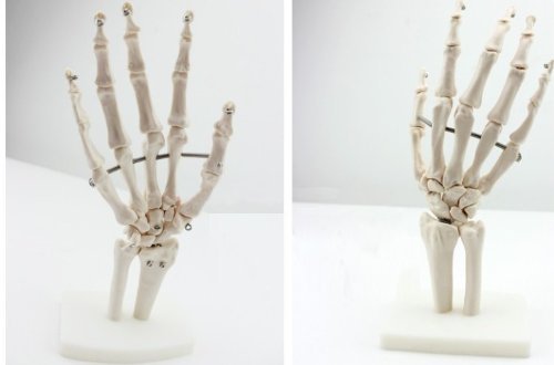 Doc.Royal Human Natural 1:1 Size Hand Joint Bone Simulation Model Medical Anatomy PVC Plastic Type:DR-XF-108