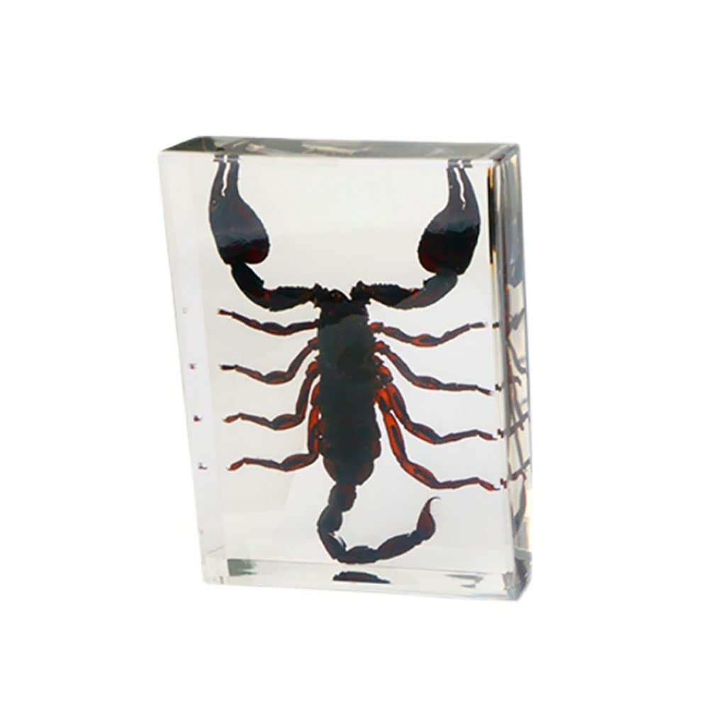 Insetto Reale Asia Black Scorpion Esemplare in Resina, Collezione di Tassidermy Animale per L'educazione della Scienza