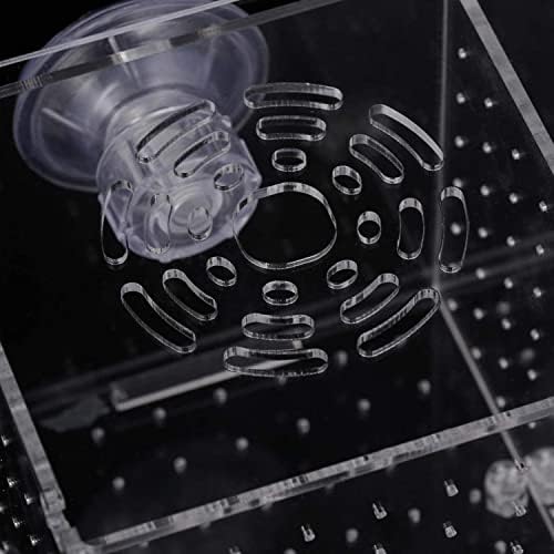 Loogujuzao Acrylic Fish breeding Box, Acrylic Fish Isolation Box, Fish Separator for Aquarium, Hatchery Incubator with Suction Cups for Small Baby Fishes Shrimp Clownfish Guppy (10 * 10 * 10CM) - 4
