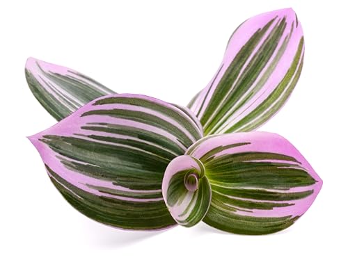 4 Nanouk Wandering Jew Cuttings to Grow - Pink, Green and White Colored Vine Does Well Indoors