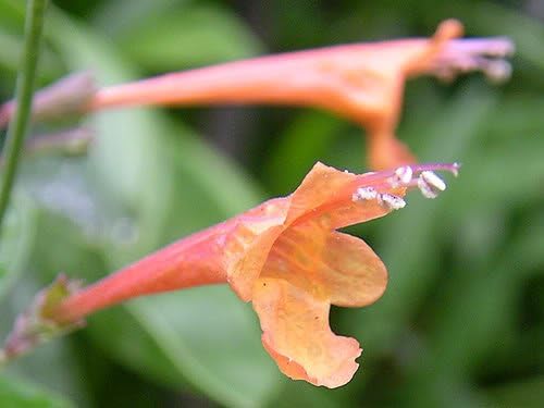 Miniatura 8 de 30 AGASTACHE Mix Agastache Aurantiaca Semillas de Flores