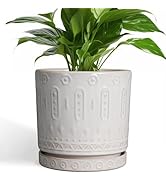 bonsai palm tree Buy Live Plant : Pony Tail Palm Bonsai Plants & Trees Online