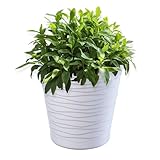 KADAX Blumentopf mit Untersetzer, Pflanzkübel für Innen, Leichter Blumenkübel, Pflanztopf aus Kunststoff, runder Übertopf für Blumen, Pflanzen, Haus, Pflanzgefäß (15cm, Weiß)