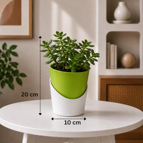 Image of Urban Upvan 4 Inch Self Watering Pot with Jade Plant | Indoor Decorative Planter with Drainage System | Ideal for Home, Office & Desk Decor | Green