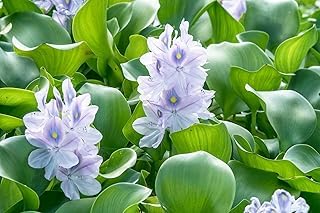 ** Water Hyacinth Aquatic Floating Pond PlantLive Plant, | Live Plant, Water Hyacinth-image-13