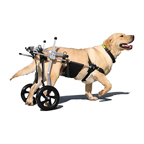Fauteuil roulant pour chiens au parc : retrouvez le plaisir des promenades quotidiennes