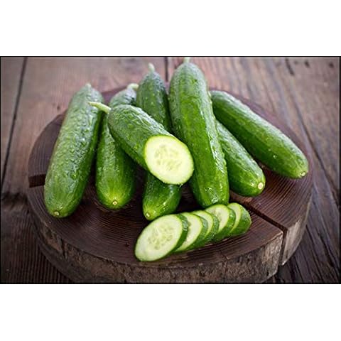 Hometown Seeds Sweet Success Hybrid Burpless Cucumber Seeds Cover