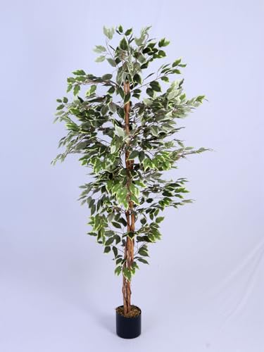 Image of ARICK DECOR 6Ft Artificial Variegated Ficus Tree in Pot, 6ft Realistic Faux White and Green Silk Leaf Plant, Peacock Shaped Large Floor Decor for Home, Office & Balcony