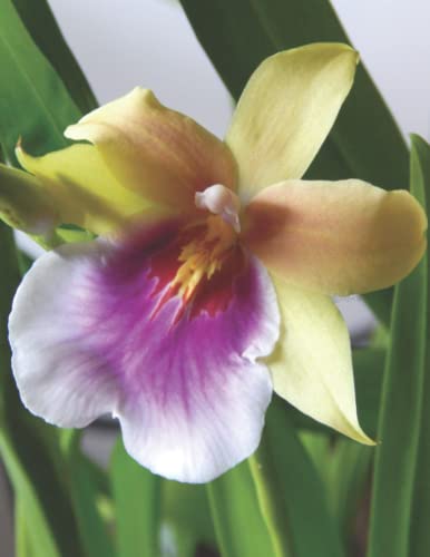 Beautiful Blooms Keepsake Books ~ Miltonia Sunset Orchid