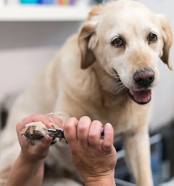 QMWG 12 X 4 CM Dog Nail Clippers for Small Dogs, Ultra Sharp Stainless Cat Nail Clippers with Guard for Large to Medium Dogs, Cats, Rabbits and Guinea Pigs, Free Nail File-89QjBAio