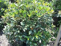 Cleyera Japonica – Live Evergreen Shrub Plant with Glossy Foliage,