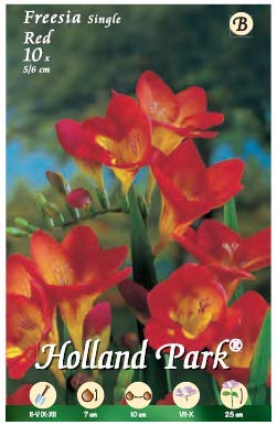 Holland Park bulbi da fiore di molte varietà e colori in sacchetto blister con foto (FRESIE SEMPLICI ROSSA 10 bulbi)