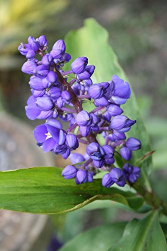 Ginger Roots - 4 Hawaiian Blue Polu Ginger Roots - From A Certified Nursery With The Proper Dept. Of Agriculture Stamp Approved For Export By Discount Hawaiian Gifts #TOP1