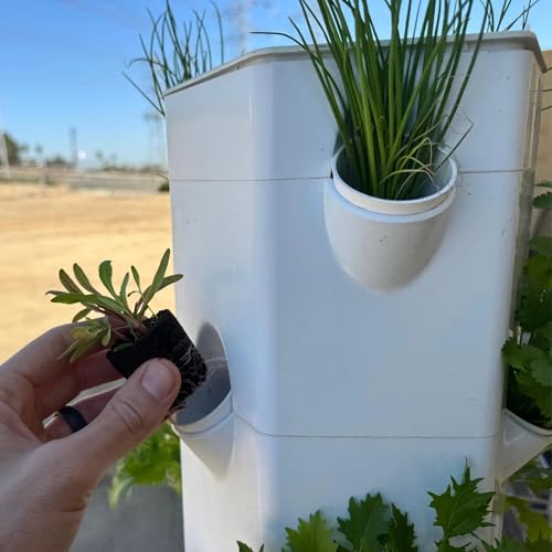 Swiss Chard Seedlings: Ready-to-Plant, Starts, Starters, Plugs, Garden Ready, Live Plants, Transplants, Pre-Sprouted, Soil & Hydroponic Gardens (12 seedlings)