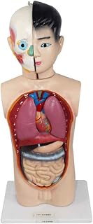 Juvenile Human Torso Body Model - Medical Internal Organs Anatomical Body Model, Anatomically Accurate Kit, with Removable Human Organs - 65CM