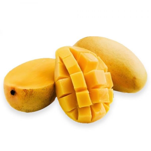 Image of Authentic Imam Pasand Mango Plant (Grafted Plant, 2-3 Feet Height)-Fruit After 1.5-2 Years Create Your Own Tropical Paradise Hybrid 1 Healthy Live Plant PB 31