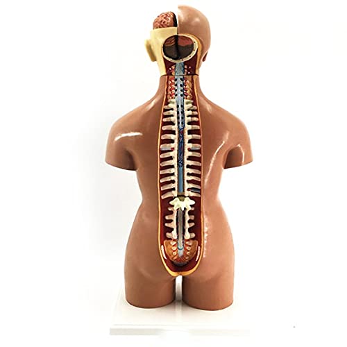 DOEKGE Modelo de montagem anatômica 4D de órgãos humanos para escola de ensino, mostra estrutura mus