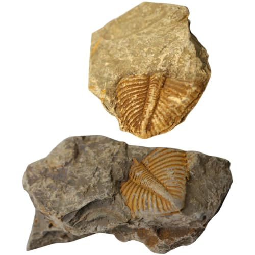 Image of iplusmile Trilobite Specimen Model 1.96X1.77X0.59In Paleontology Science Education Toy for Kids Table Ornament and Home Display