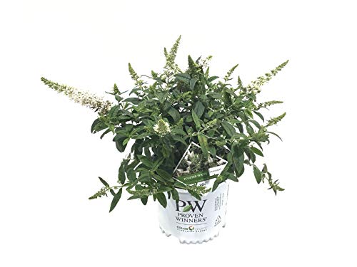 Proven Winners 21115 Butterfly Bush (Buddleia) Pugster White, 3 Gallon Proven Winners 21115 Butterfly Bush (Buddleia) Pugster White, 3 Gallon