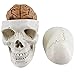 Educational Materials, Human Skull Brain Anatomical Model 3-Part Numbered Human Skull Model Removable 8-Part Brain Life Size 100% Anatomically Correct 32 Different Anatomical Numbered for Teachin