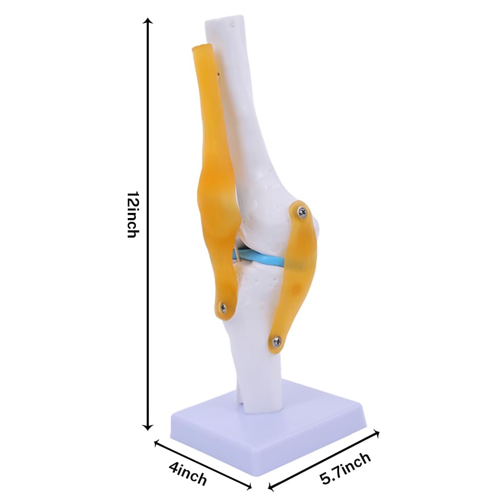 Life-Size Knee Joint Model with Ligaments Flexible Hand-Painted Anatomical Structure for Teaching & Demonstration PVC Material 12 Inches Tall product thumbnail 7