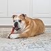 Strukturierter Nylabone Dura Chew Rindfleisch-Jerky-Power-Chew – Kauknochen für extrem stark kauende Hunde - XL-Größe – für Hunde bis 23 kg +