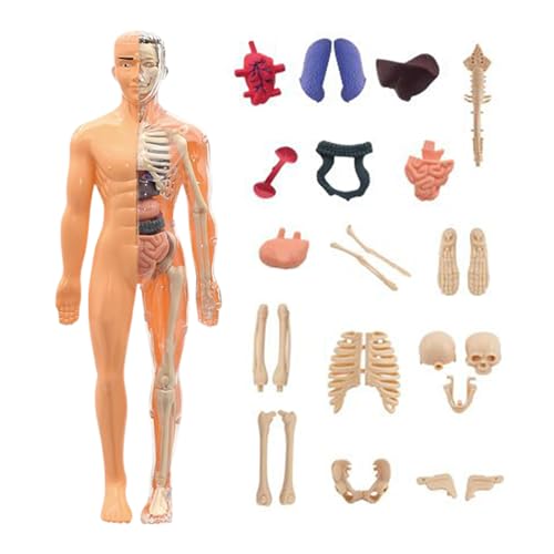 Aufquwk Modelos de Anatomía Cuerpo Humano 3D, Figura Anatómica Educativa, Herramienta Educativa para Niños de 6+ Años Estudiantes Adultos Educadores y Aprendices